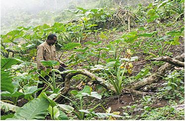 A farmer in his Cocoyam farm on the slopes of Mt. Cameroon forest reserve